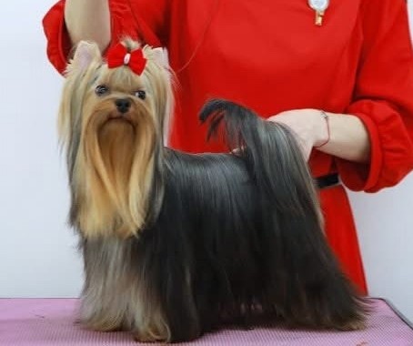 DAKI KEY BENE VERTAT — Labaza DogPedigree YorkshireTerrier