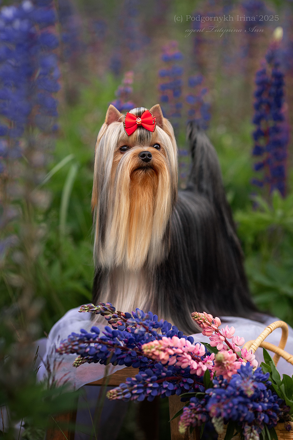 DALI KEY DALI KEY RAKETA — Labaza DogPedigree YorkshireTerrier