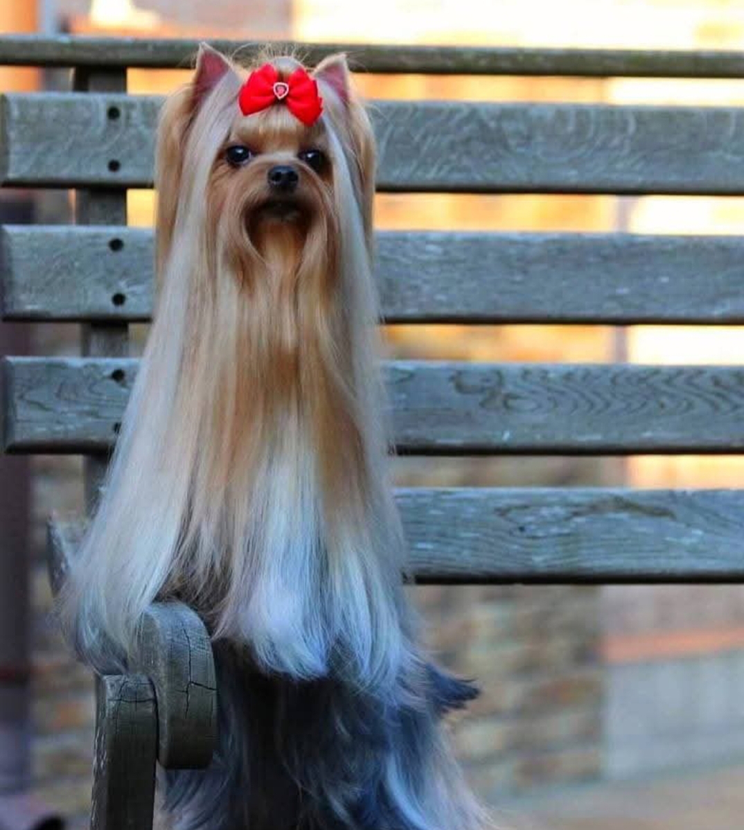 SOLAR CITY WILHELMINA SOLAR CITY — Labaza DogPedigree YorkshireTerrier