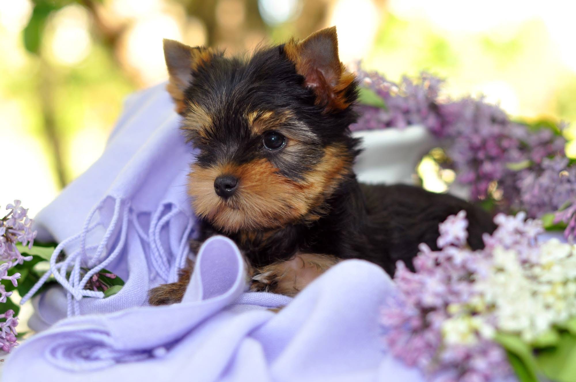 DEANJE AMAZING PASSION — Labaza DogPedigree YorkshireTerrier