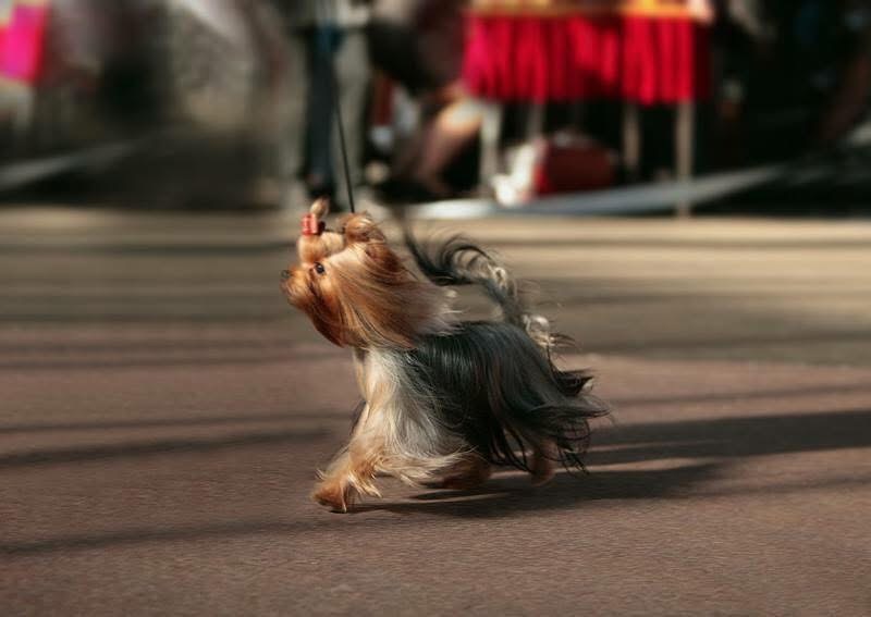 DEANJE DEANJE BLUE MARINE — Labaza DogPedigree YorkshireTerrier