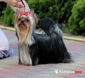  HIGH SPIRIT SOLAR CITY — Labaza DogPedigree YorkshireTerrier