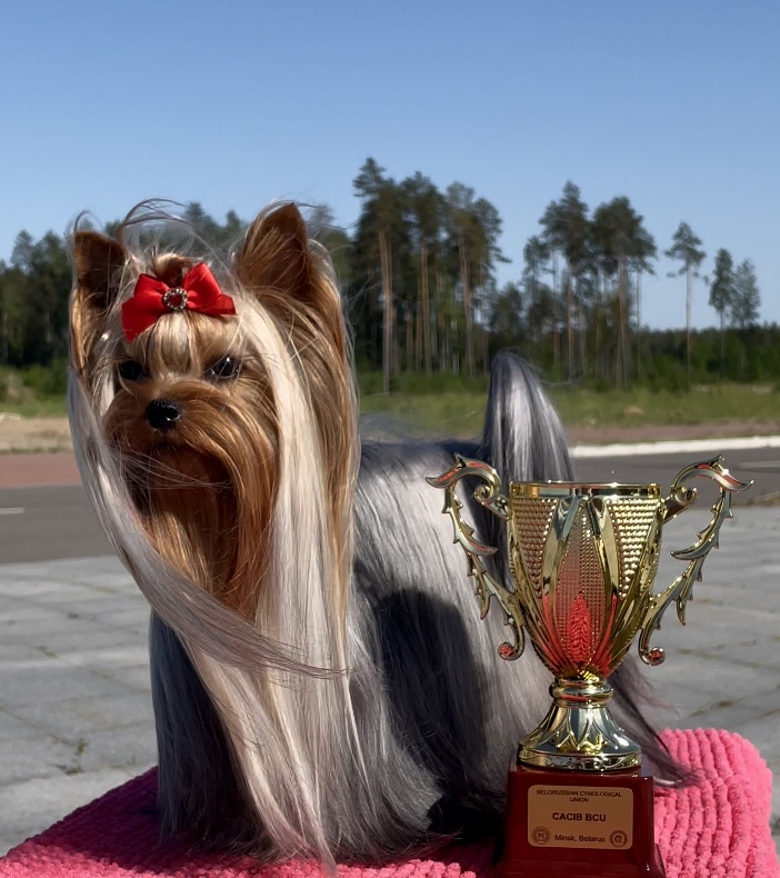 INTERCHARM VI-TEYA — Labaza DogPedigree YorkshireTerrier