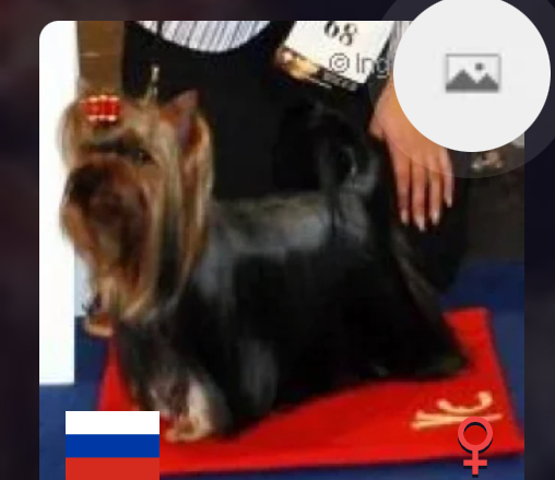  KARMELITA KLASSIK — Labaza DogPedigree YorkshireTerrier