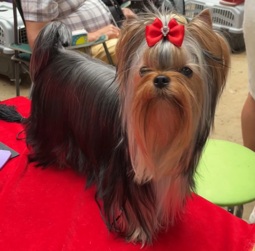  MILLENIUM STAR MARGARET — Labaza DogPedigree YorkshireTerrier