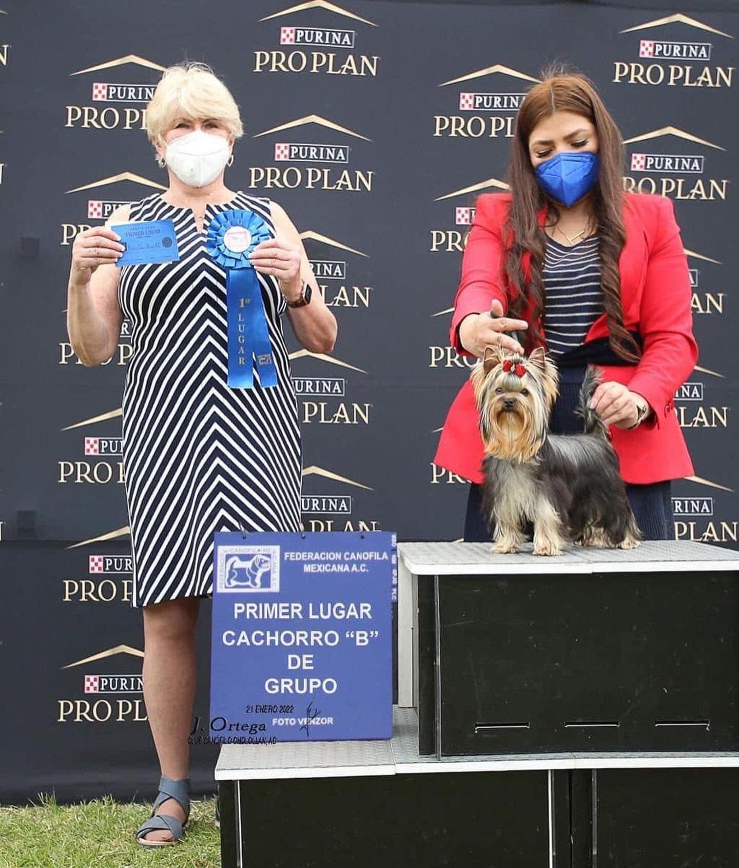 DEANJE DEANJE NEW DREAMS — Labaza DogPedigree YorkshireTerrier