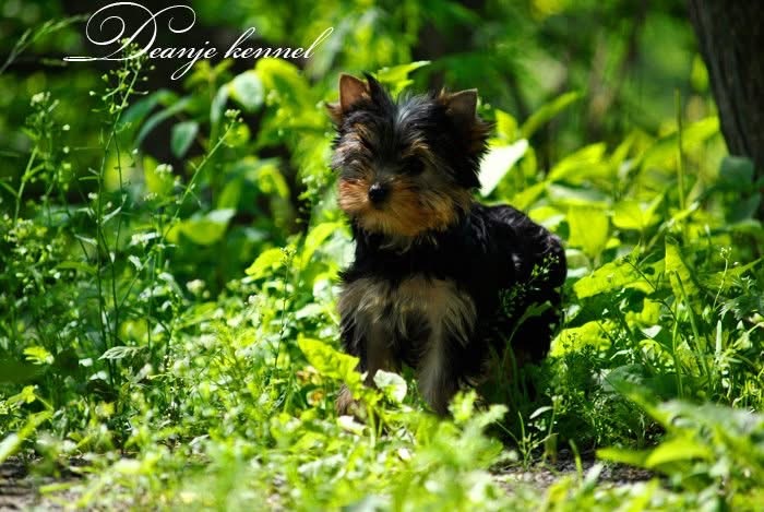 DEANJE DEANJE CAPRICE SPRING — Labaza DogPedigree YorkshireTerrier