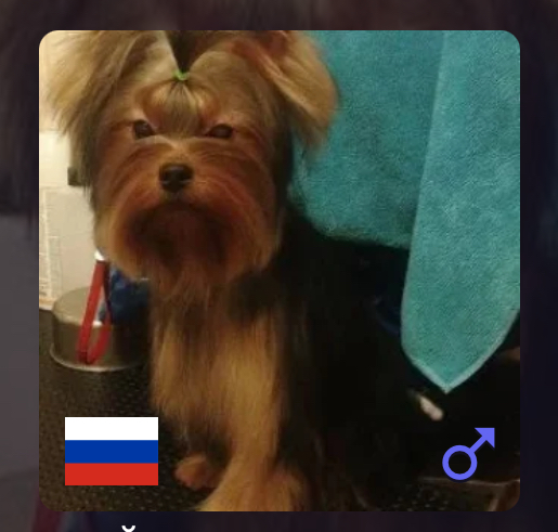 ITERCHARM MONARH — Labaza DogPedigree YorkshireTerrier