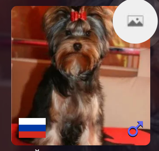  INTERCHARM BUENOS AIRES — Labaza DogPedigree YorkshireTerrier
