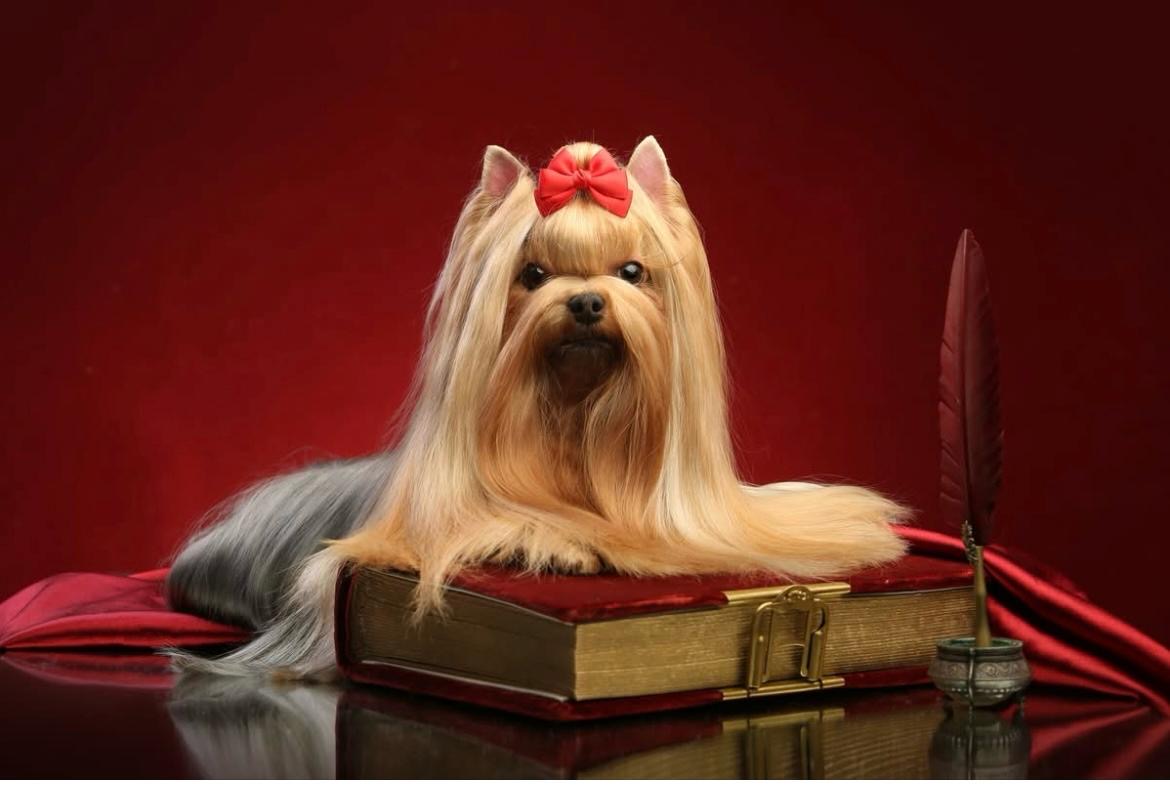 CAMPARIS MY FAIR LADY — Labaza DogPedigree YorkshireTerrier