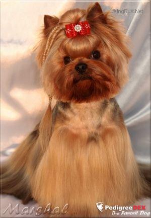 Mini Shop MINI SHOP BIG BEN — Labaza DogPedigree YorkshireTerrier