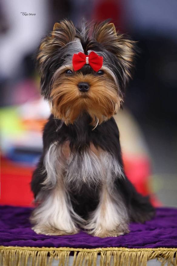 PAUTPURI STILE NEW STORY — Labaza DogPedigree YorkshireTerrier