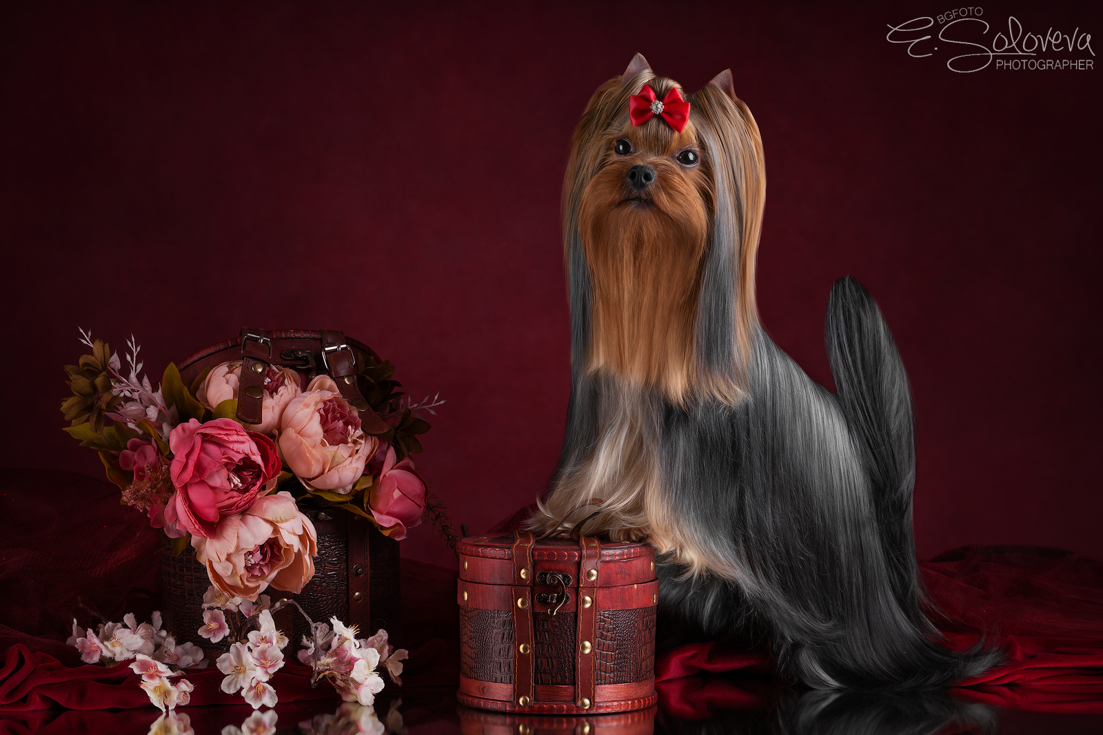 STJUMER'S VIRDGINIA STAR — Labaza DogPedigree YorkshireTerrier