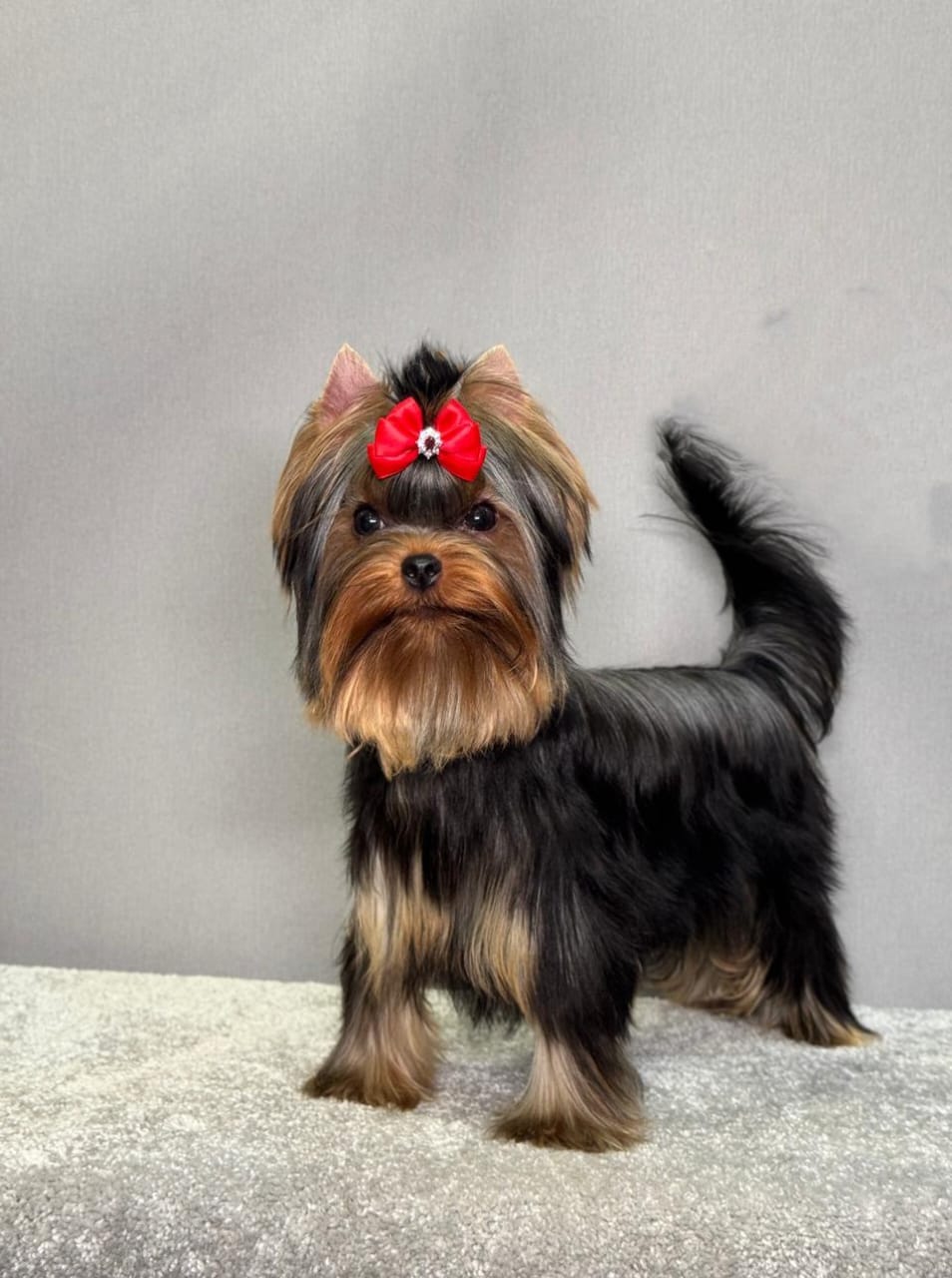 STREET FLASH TIARA WINDSOR — Labaza DogPedigree YorkshireTerrier