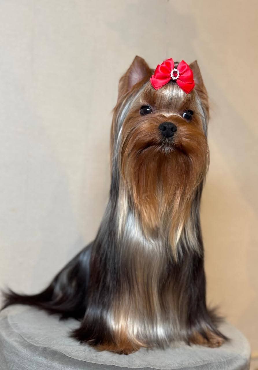 STREET FLASH STREET FLASH HOLLIWOD — Labaza DogPedigree YorkshireTerrier