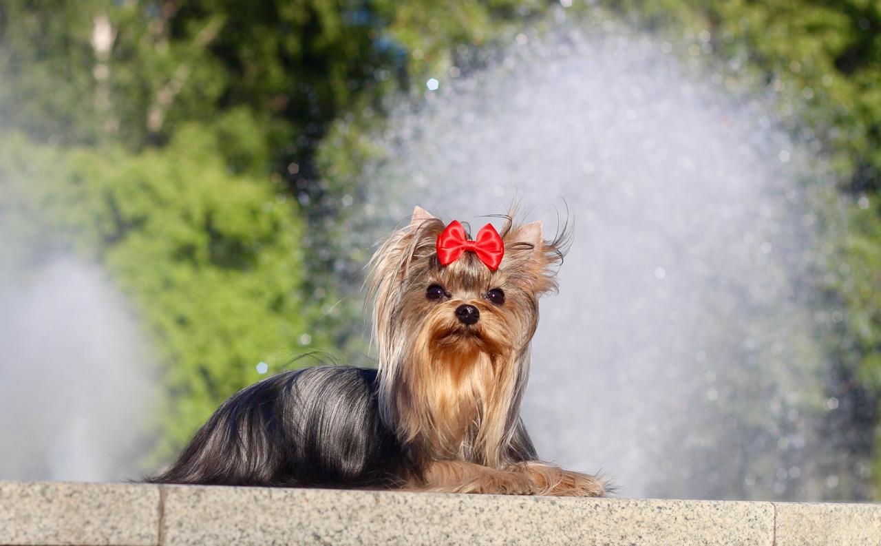 STREET FLASH STREET FLASH GRACE — Labaza DogPedigree YorkshireTerrier