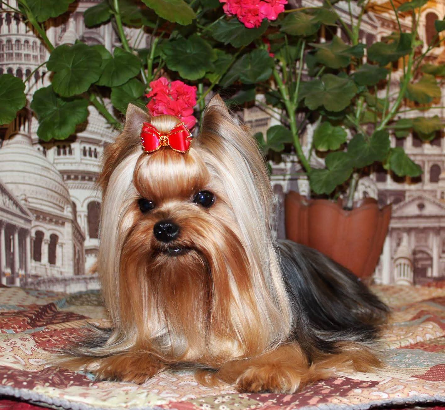 HEAVENLY DANCE ABSOLYUT PRIORITI — Labaza DogPedigree YorkshireTerrier