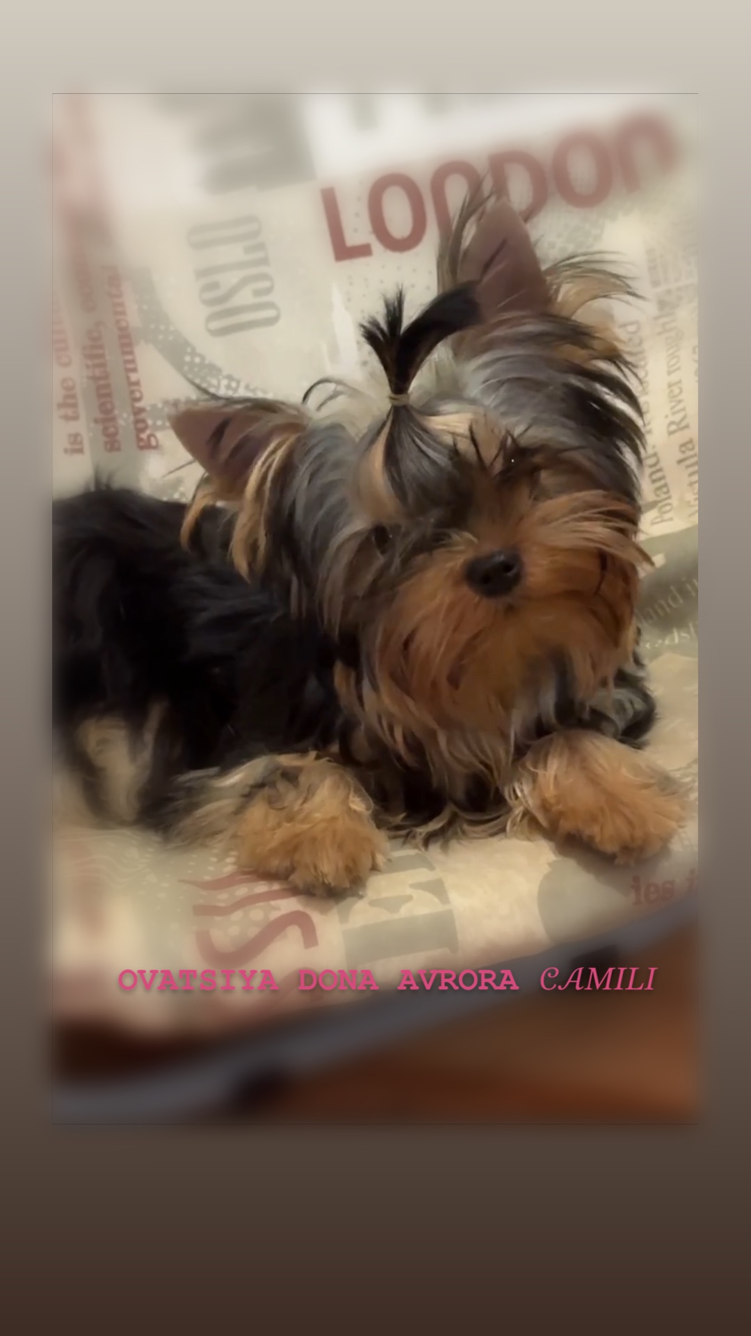  OVATSIYA DONA AVRORA CAMILI — Labaza DogPedigree YorkshireTerrier