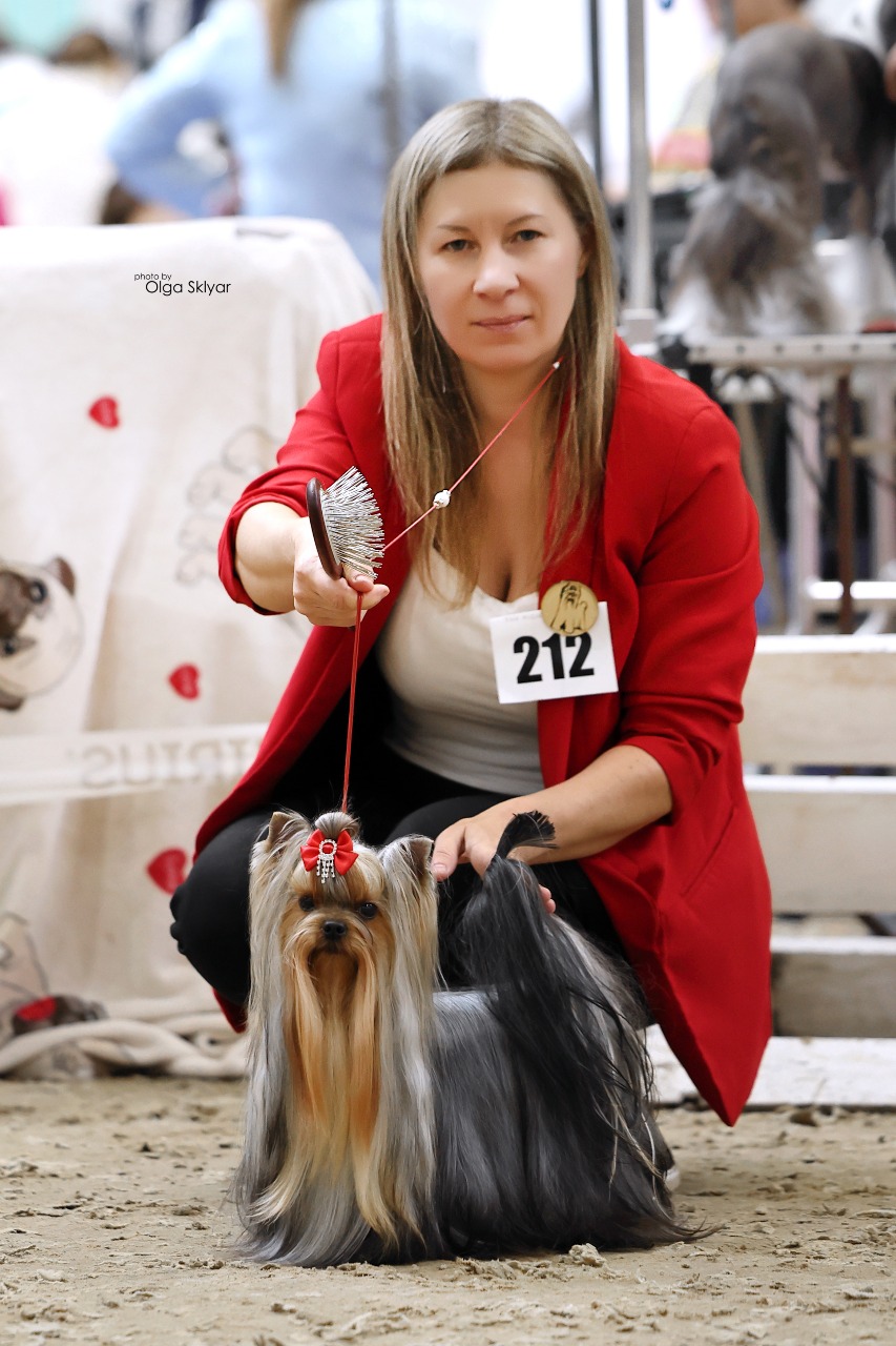 IRESK'S GOLDIE АILISH SAFIRA — Labaza DogPedigree YorkshireTerrier