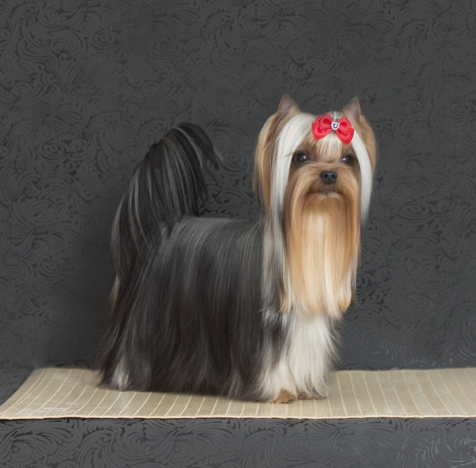 GRAF DE LA FER — Labaza DogPedigree YorkshireTerrier