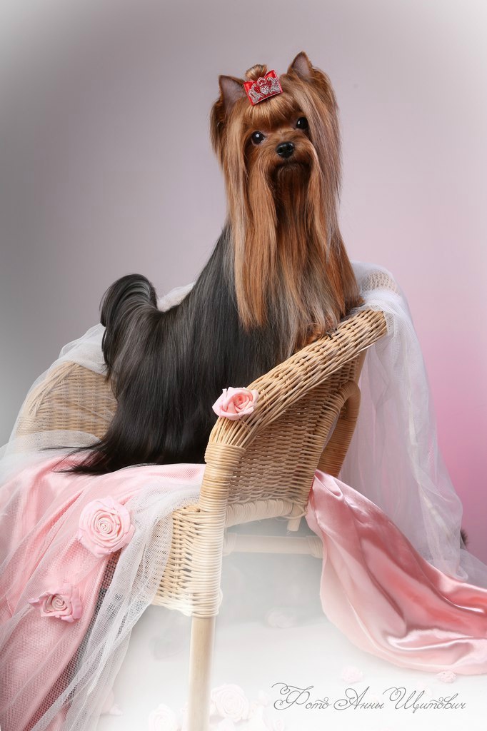 IMPERATOR IZ OTCHEGO DOMA — Labaza DogPedigree YorkshireTerrier
