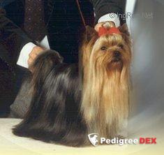  INTROUBLE OF MILLMOOR — Labaza DogPedigree YorkshireTerrier