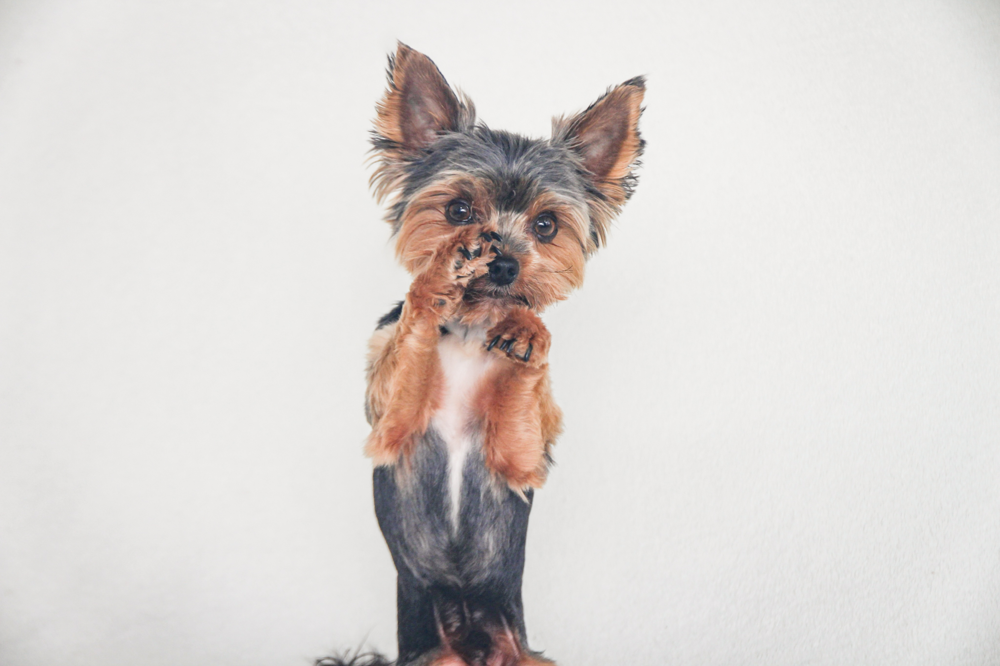  MERCEDES-BENZ — Labaza DogPedigree YorkshireTerrier