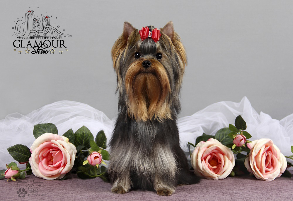 GLAMOUR SHOW ABSOLUTE LOVE — Labaza DogPedigree YorkshireTerrier