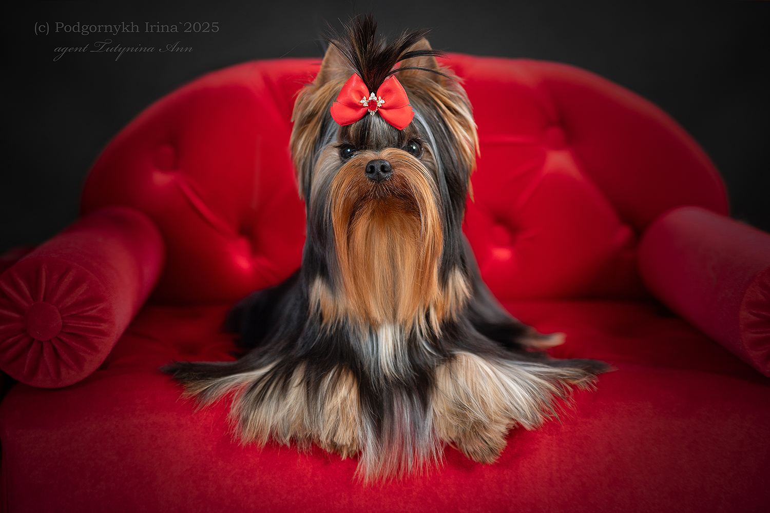 BUNNY BELL LOVE ME FOREVER — Labaza DogPedigree YorkshireTerrier