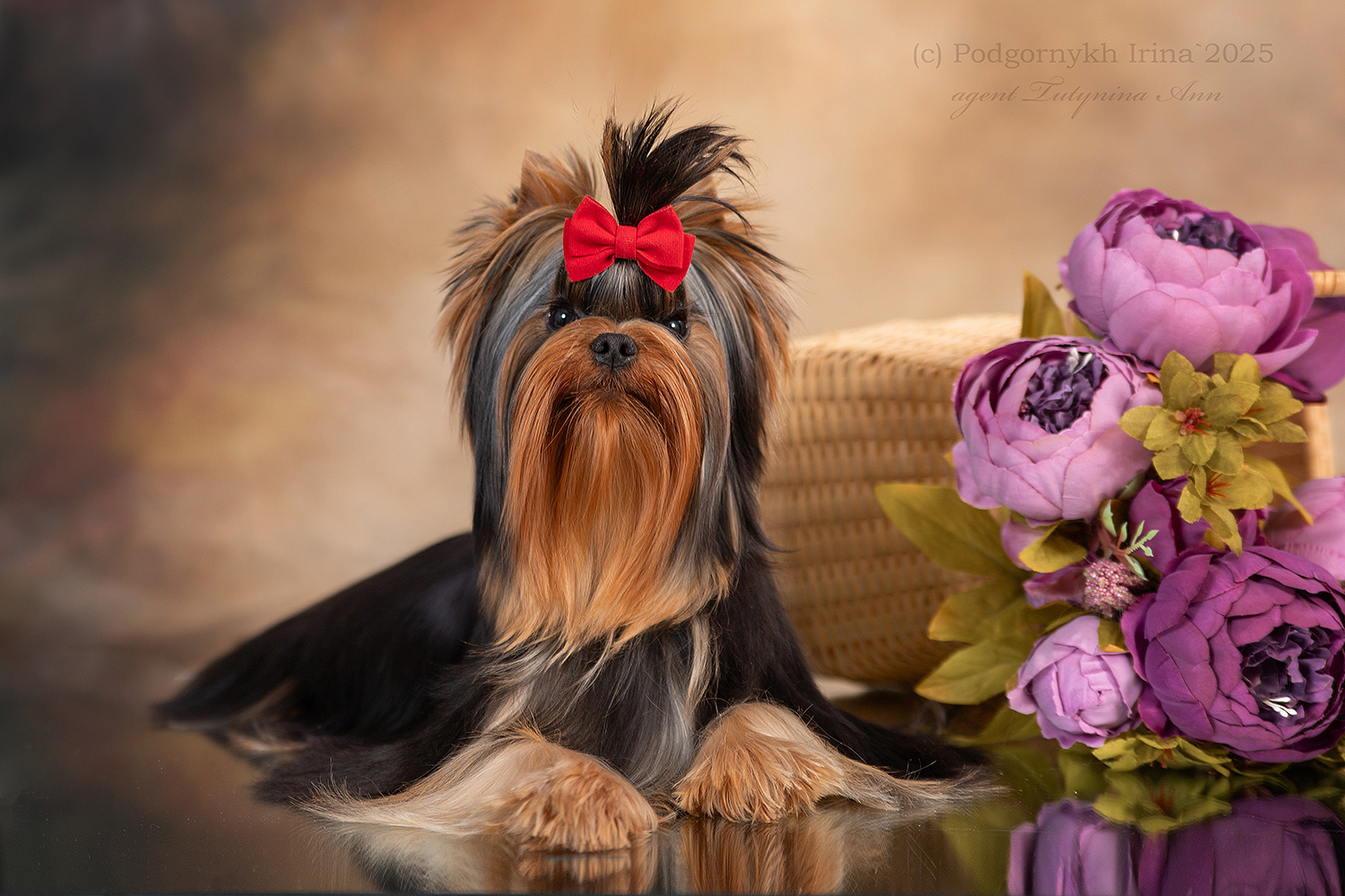 BUNNY BELL LANDSLIDE VICTORY — Labaza DogPedigree YorkshireTerrier