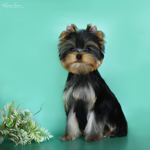  PIOJIA DORO ENDLESS KISS — Labaza DogPedigree YorkshireTerrier