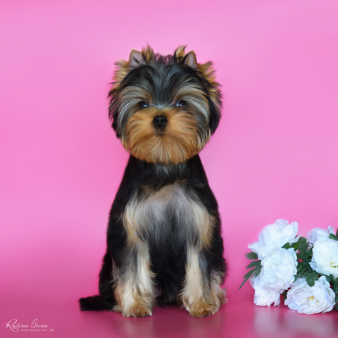  PIOJIA DORO ENJOY YOU FOREVER — Labaza DogPedigree YorkshireTerrier