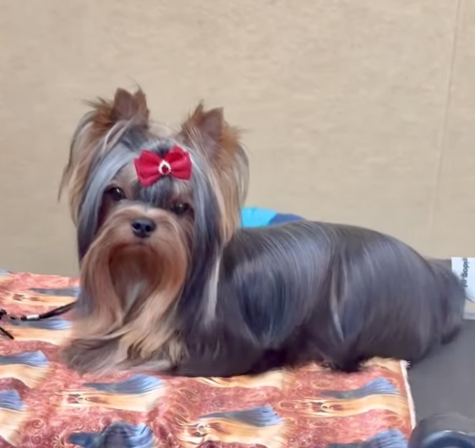 ORION BLAZE SHARBEST — Labaza DogPedigree YorkshireTerrier
