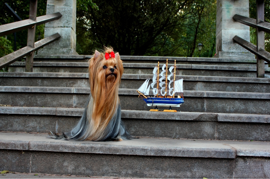 PECH HOUP PECH HOUP KORSAR — Labaza DogPedigree YorkshireTerrier