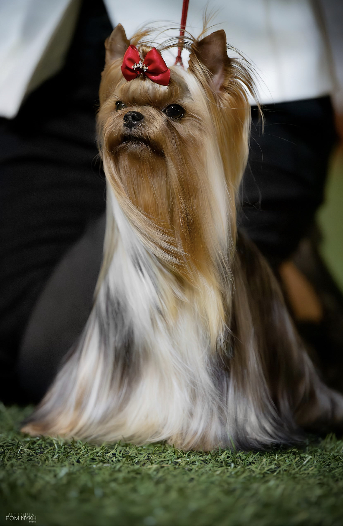 IREN VICTORIUS KRIS — Labaza DogPedigree YorkshireTerrier