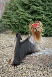  EXCELLENCE ABSOLUTE DELICIA — Labaza DogPedigree YorkshireTerrier