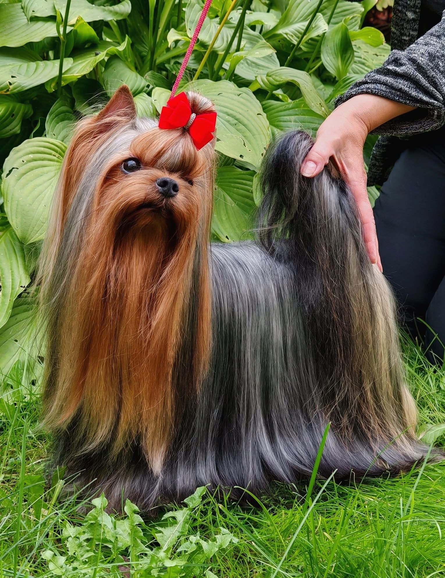  TANVER’S IT’S YOUR DESTINY — Labaza DogPedigree YorkshireTerrier