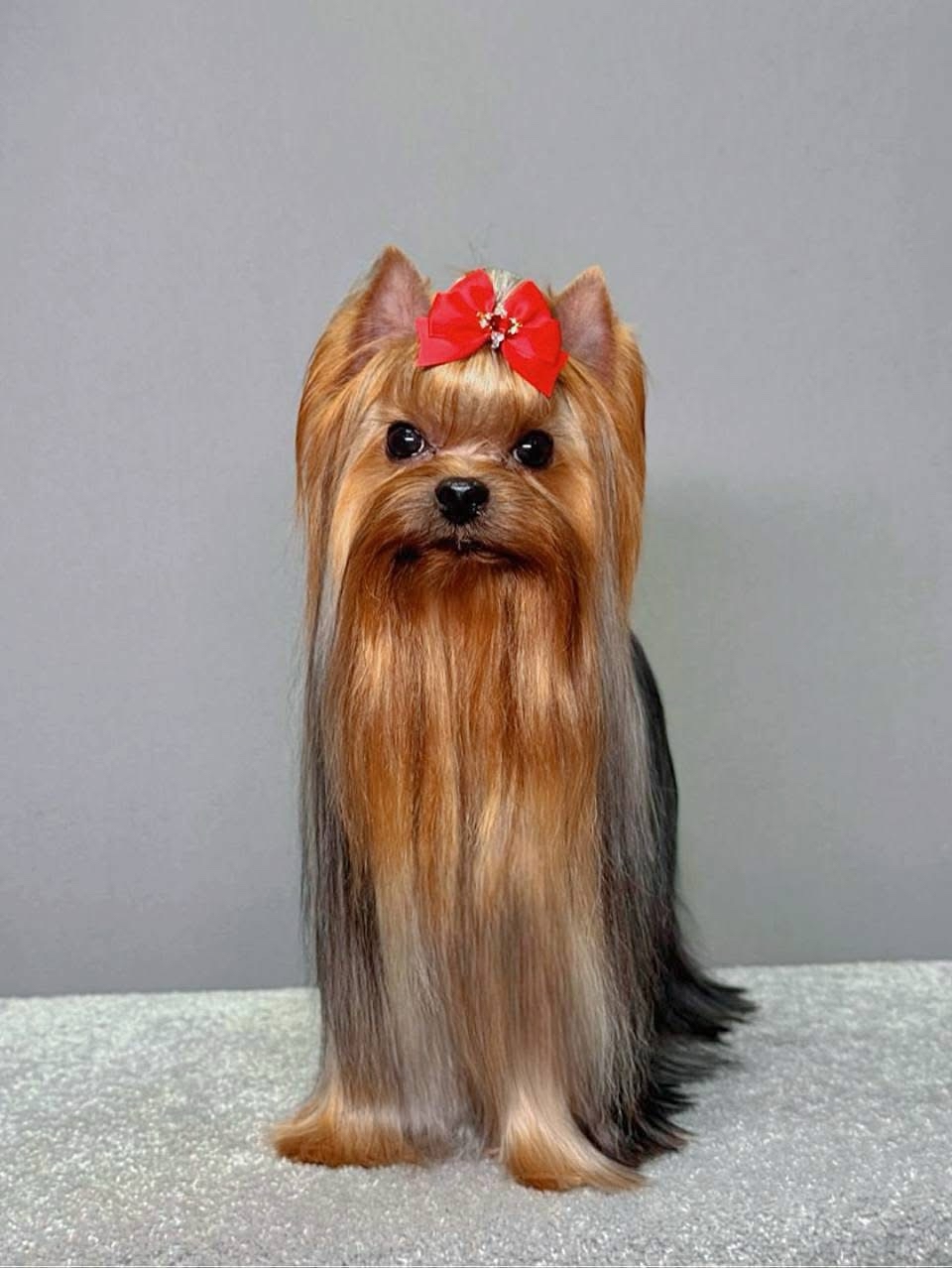  STREET FLASH SHUERE TO PLEASE — Labaza DogPedigree YorkshireTerrier