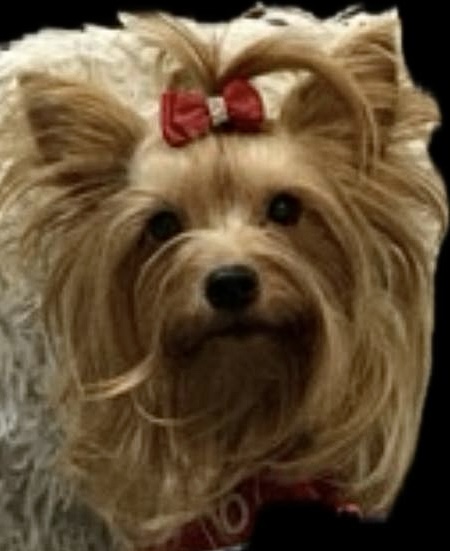 ALBO SUETOS BARSELONA-III — Labaza DogPedigree YorkshireTerrier
