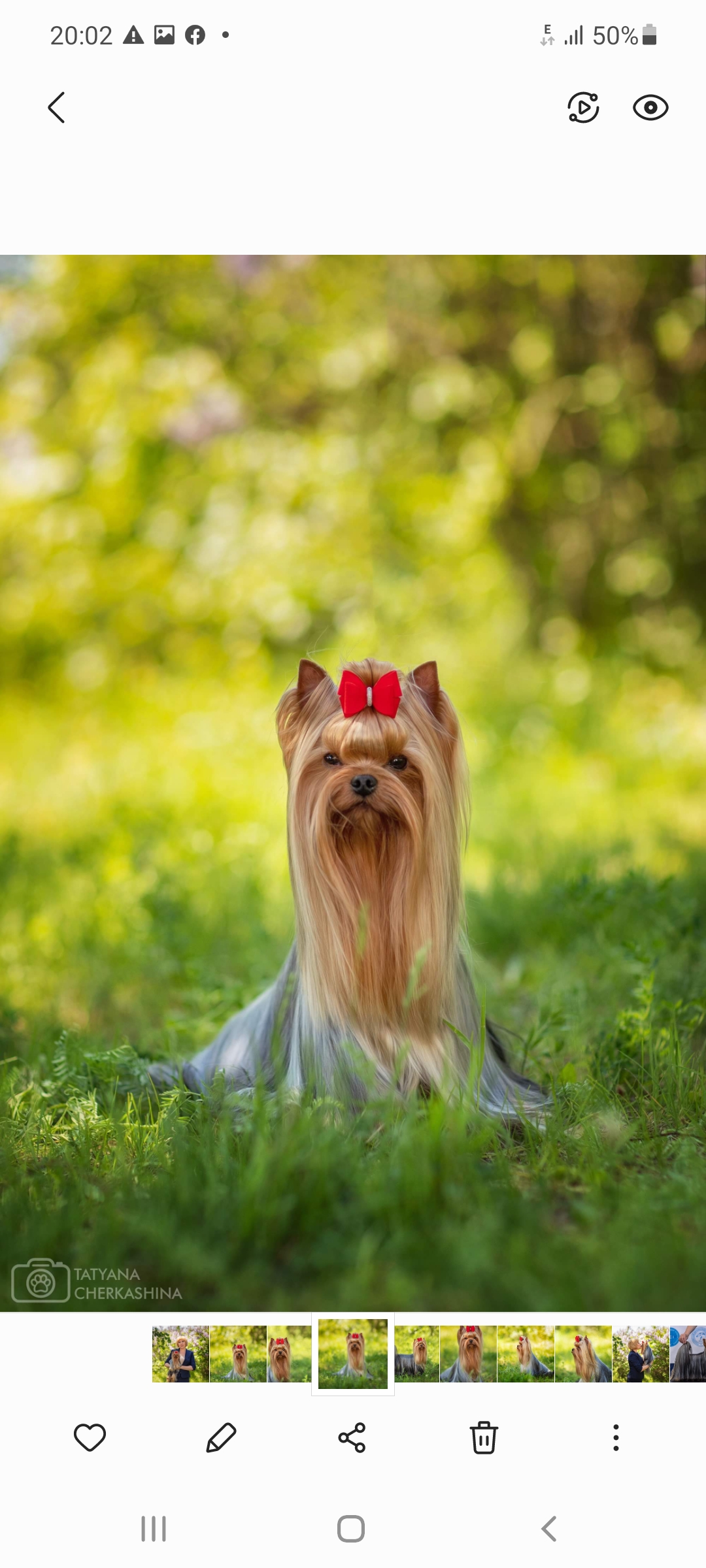  IRESK'S EVANIYA SHEYNDEL — Labaza DogPedigree YorkshireTerrier