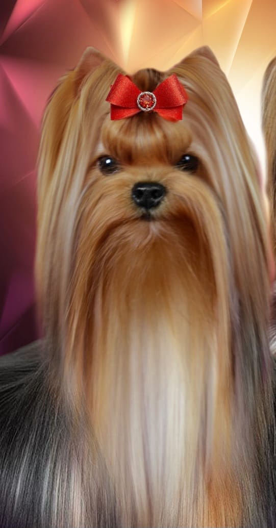 IRESK' S IRESK' S ELISIYA MARIE — Labaza DogPedigree YorkshireTerrier
