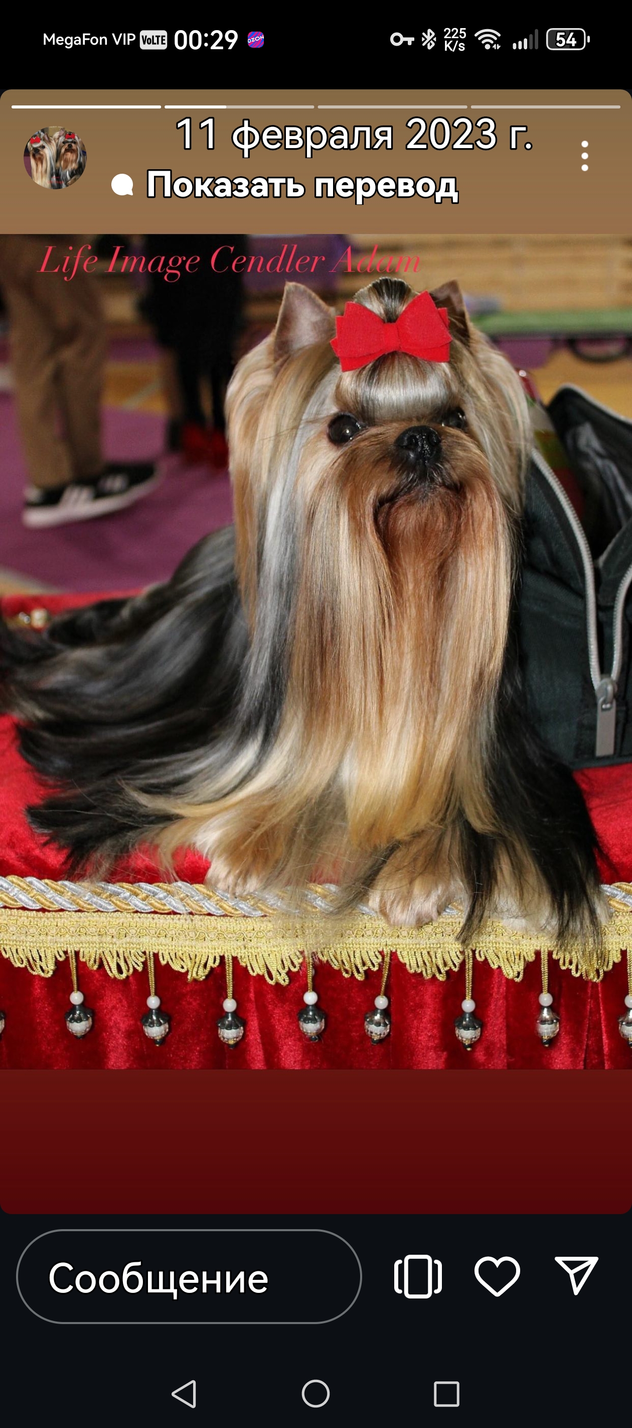 LIFE IMAGE TSENDLER ADAM — Labaza DogPedigree YorkshireTerrier