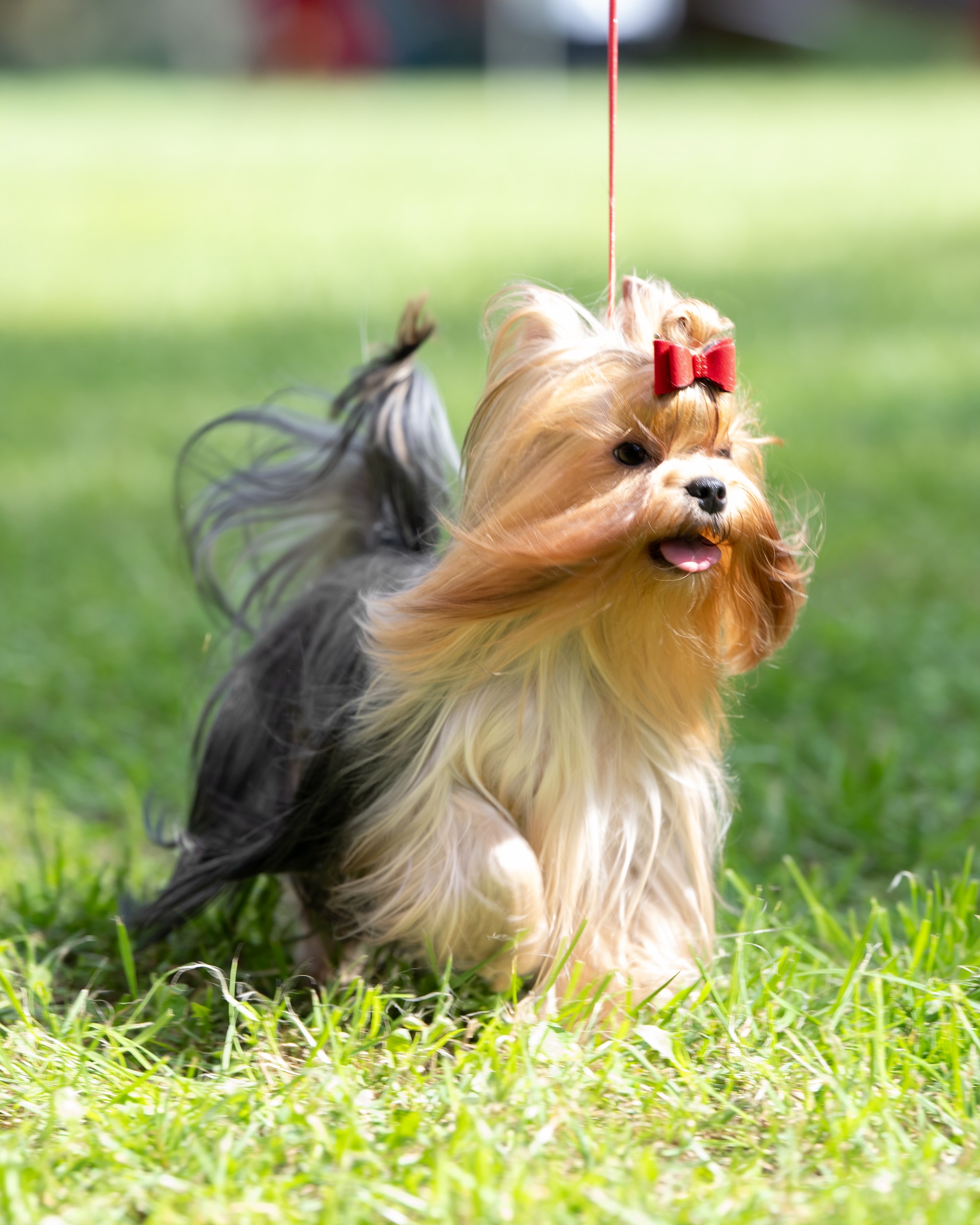 L'YANA DE VISTA TSUKIMI — Labaza DogPedigree YorkshireTerrier