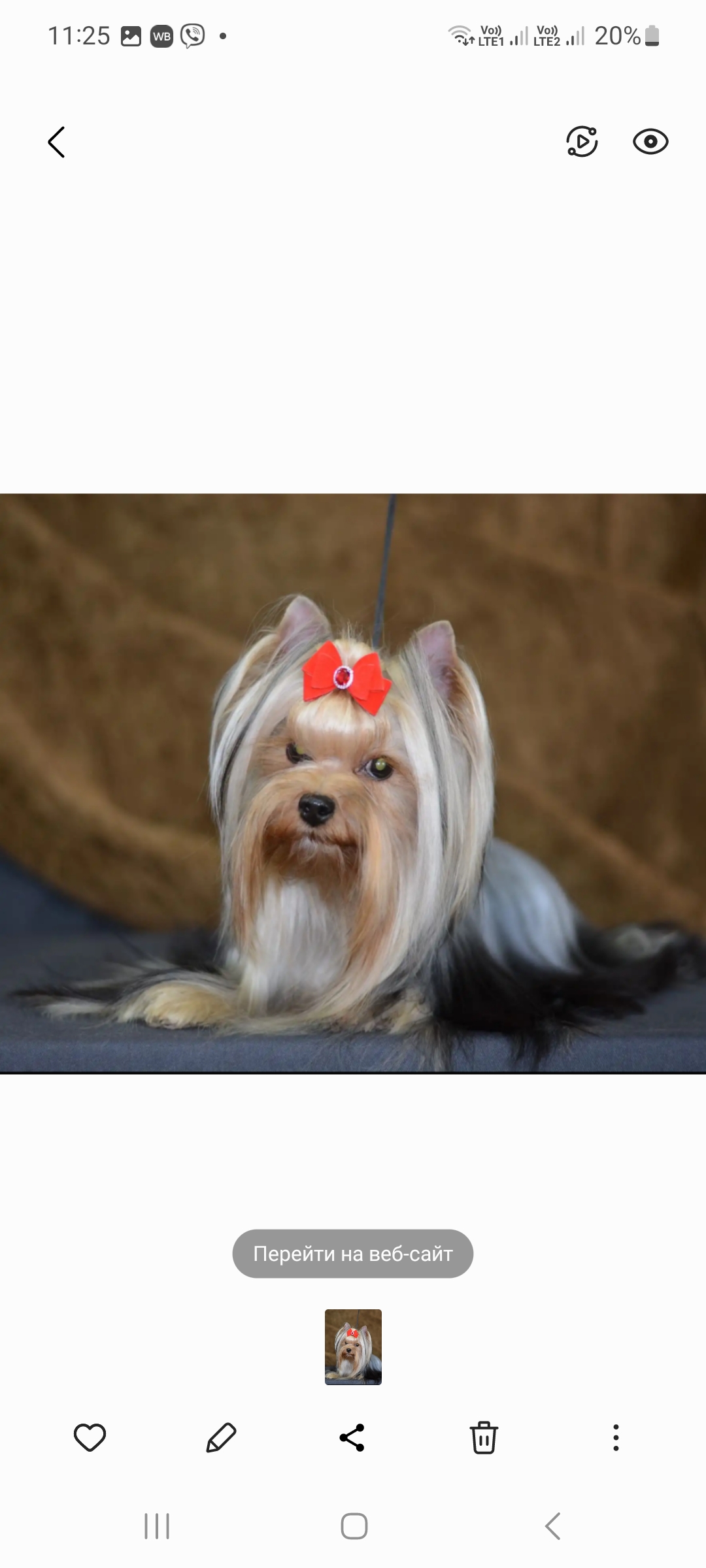  SVETSTYLE AGATA — Labaza DogPedigree YorkshireTerrier