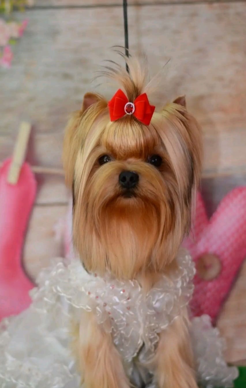 IRESK' S IRESK'C SOFIYA DIVA VIKTORIYA — Labaza DogPedigree YorkshireTerrier