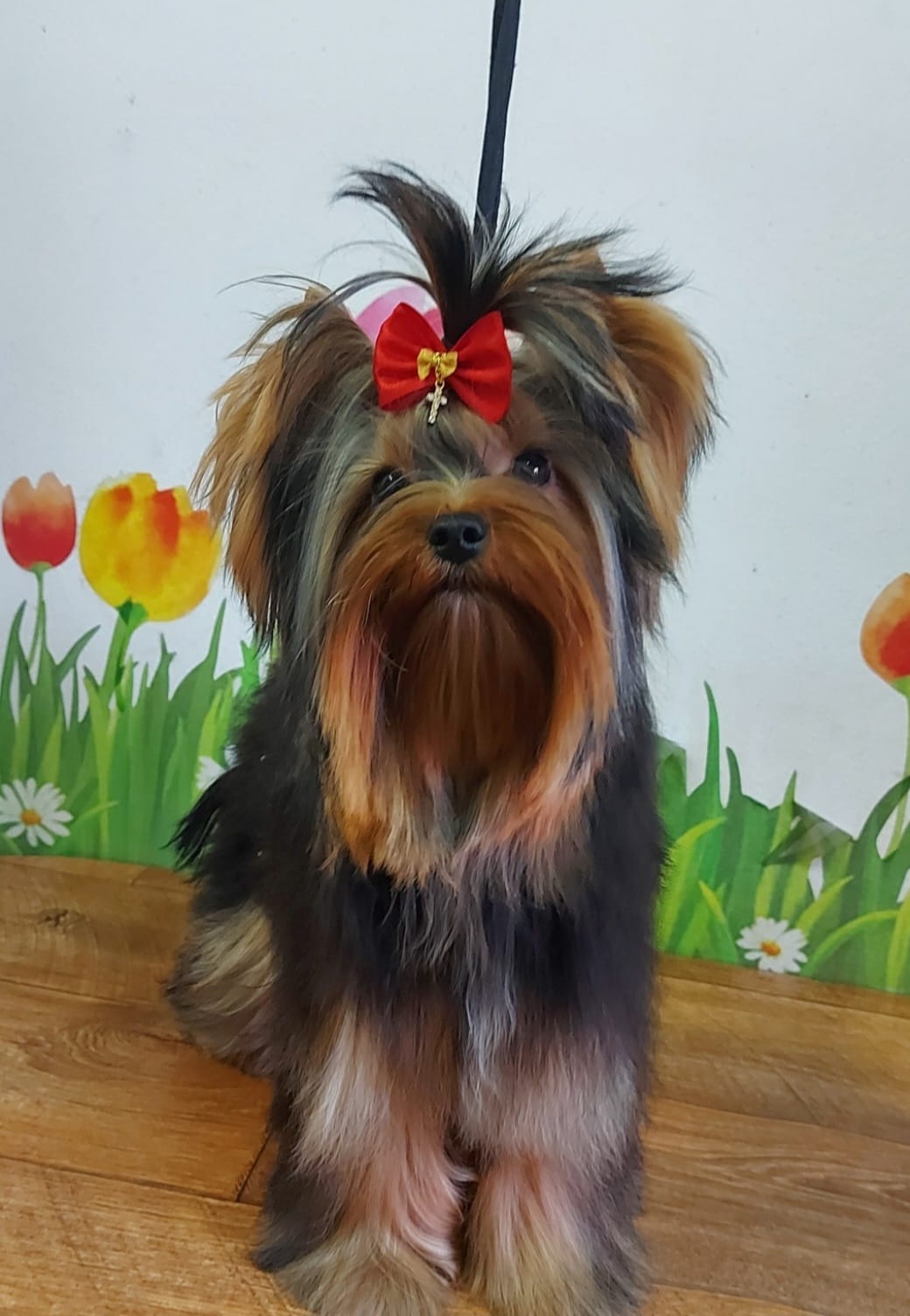 IRESK' S MEJLI LONG KISS — Labaza DogPedigree YorkshireTerrier