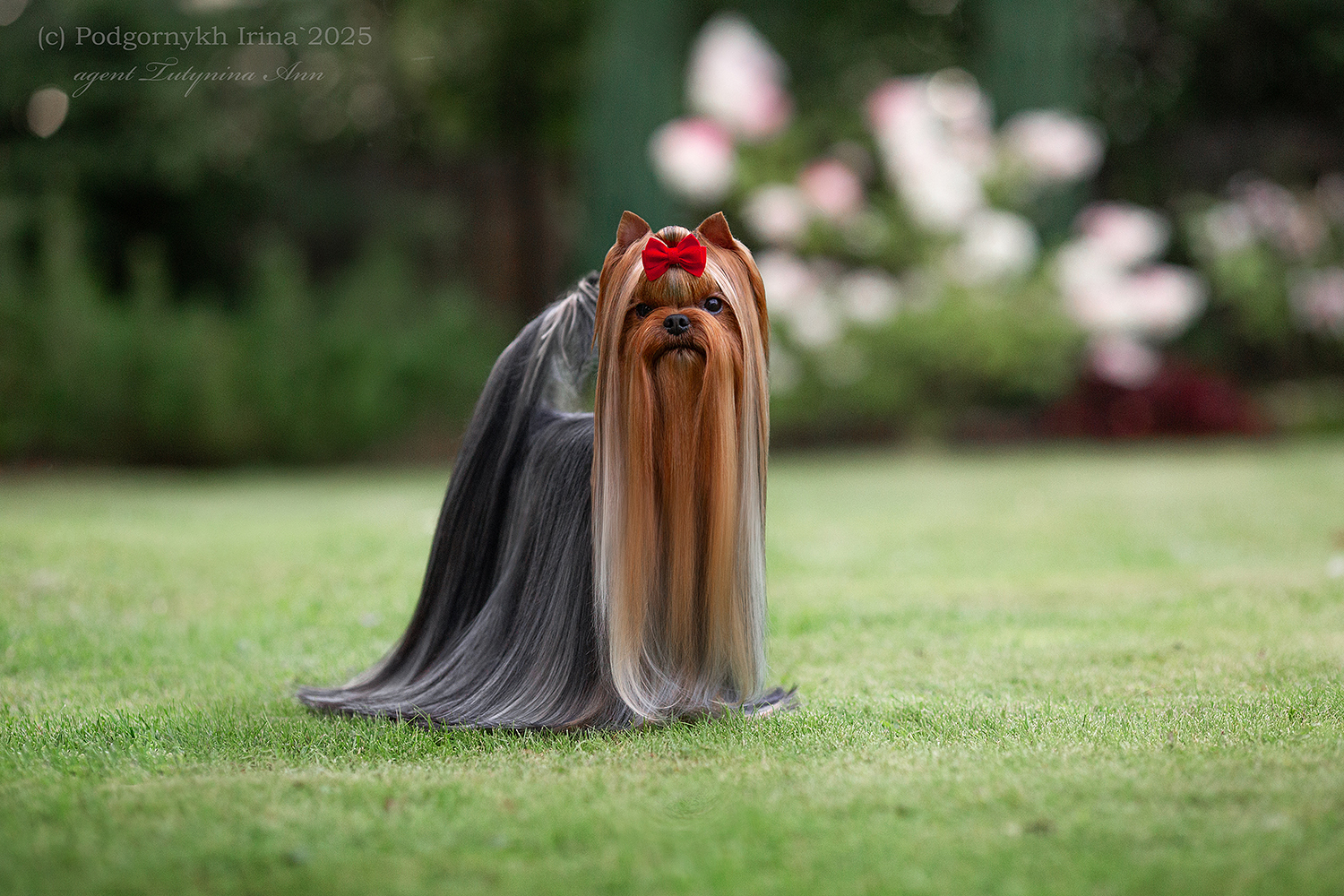  FAVOURITE WINNERS RECORD — Labaza DogPedigree YorkshireTerrier