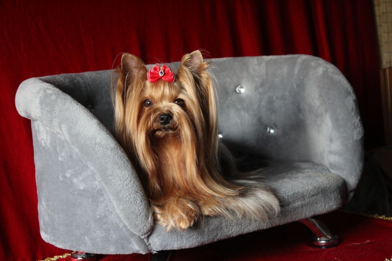 SILVER — Labaza DogPedigree YorkshireTerrier