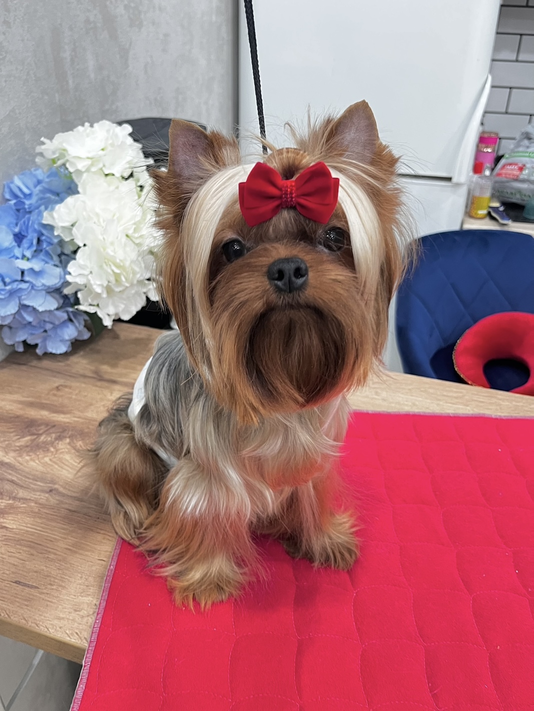  MINI VERSOLI YANDEX — Labaza DogPedigree YorkshireTerrier