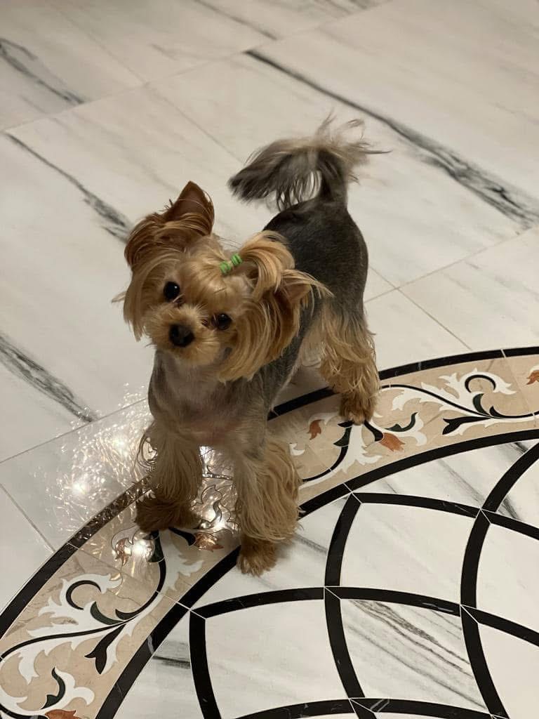 DEANJE DEANJE SHINE GIRL FREDERIKA — Labaza DogPedigree YorkshireTerrier